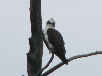 Osprey